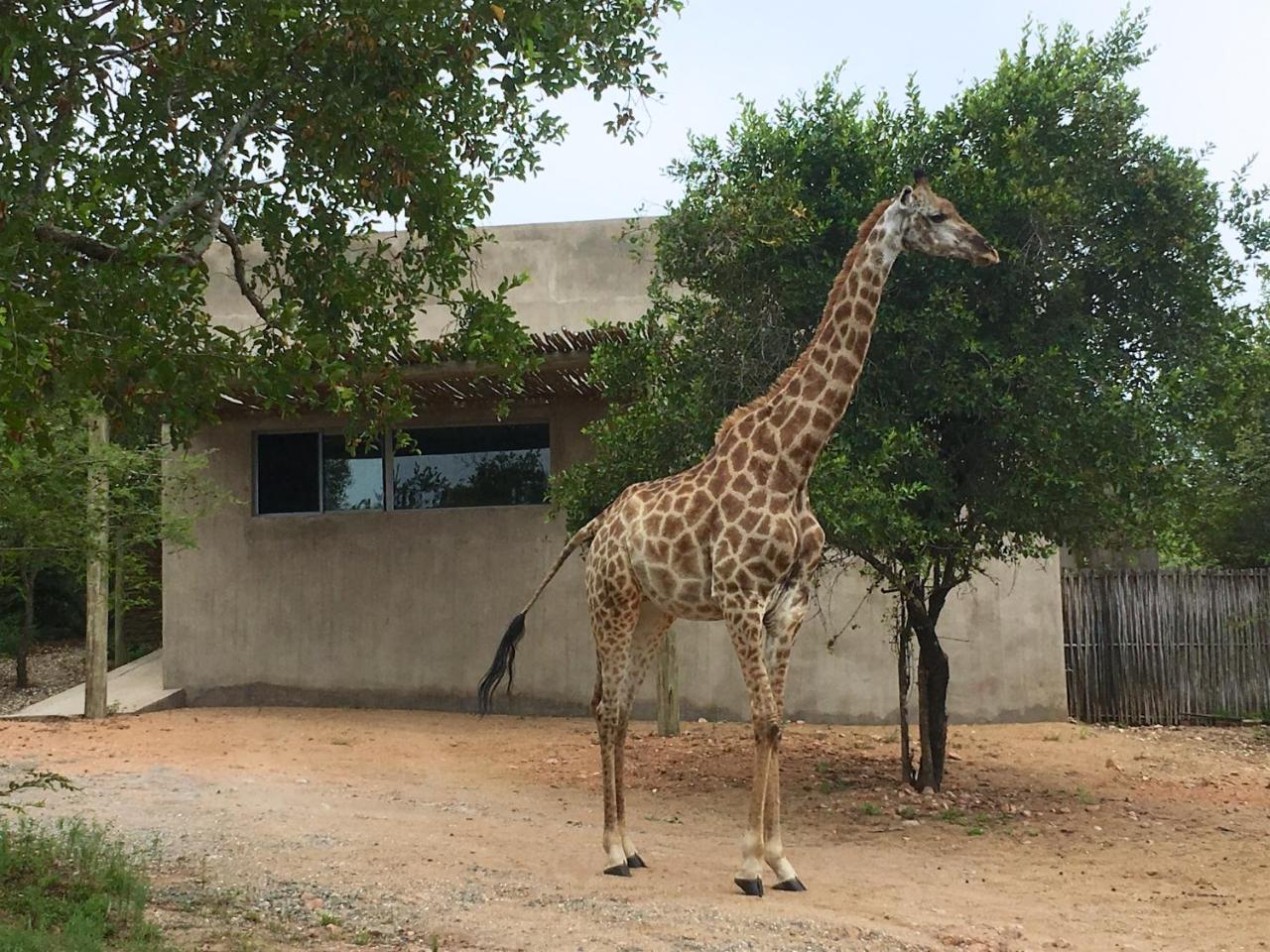 Nextdoor Kruger Villa Marloth Park Exterior photo